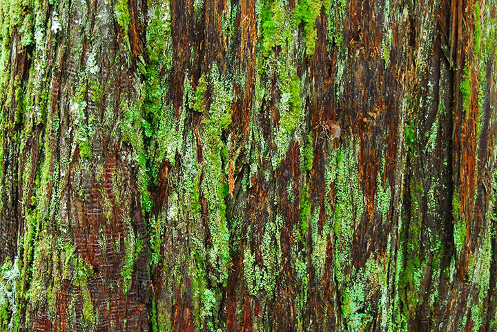 old-growth trail