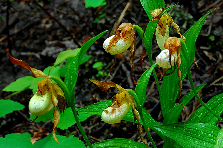 lady slipper