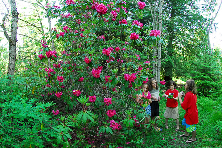 rhododendron