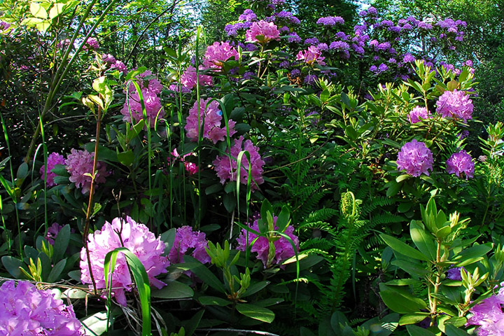 rhododendron