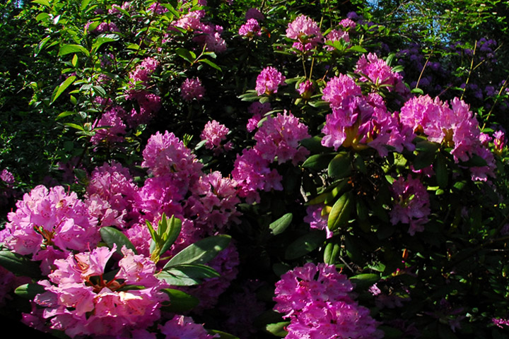 rhododendron