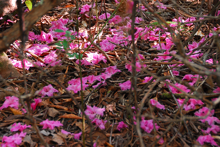 rhododendron