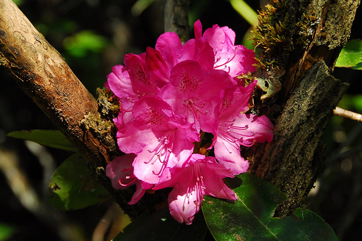 rhododendron