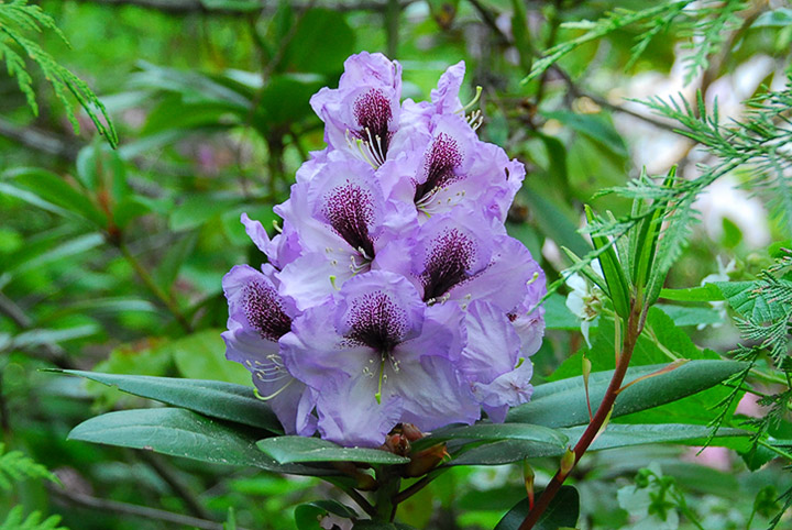 rhododendron