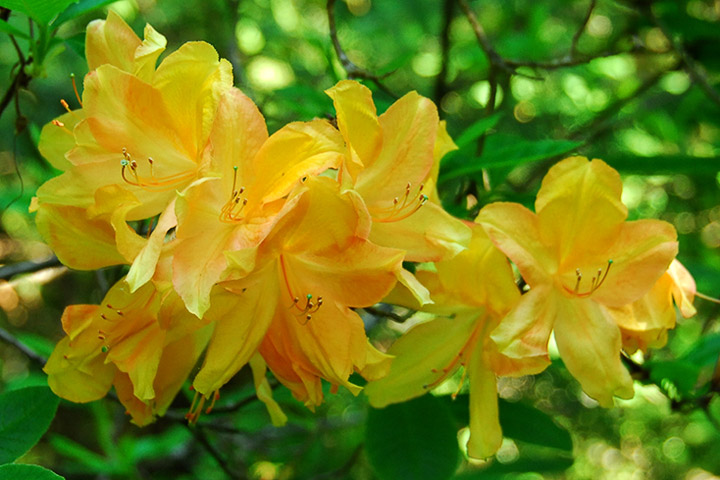 rhododendron