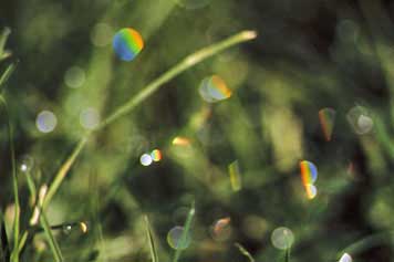 Rainbow in guttation