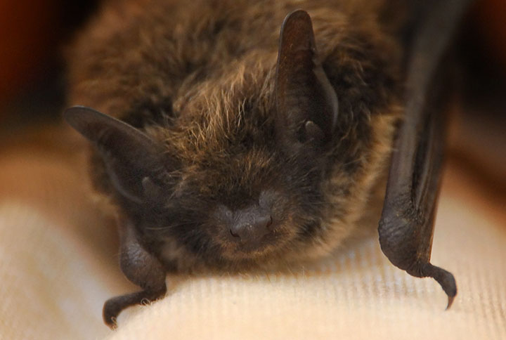 little brown bat