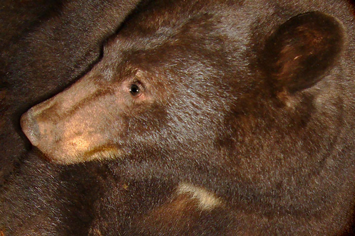 black bear portrait