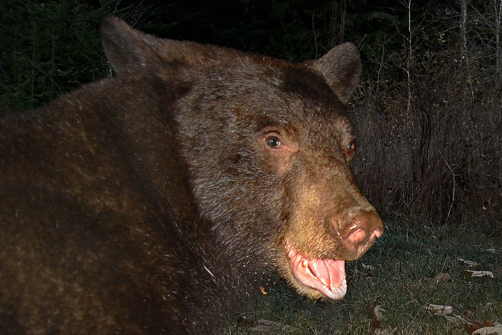 black bear portrait