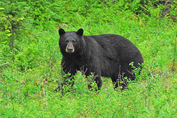 black bear