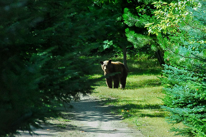 black bear low country