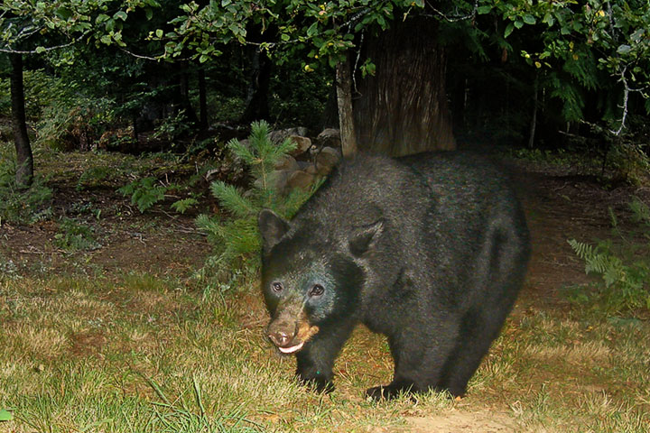 black bear