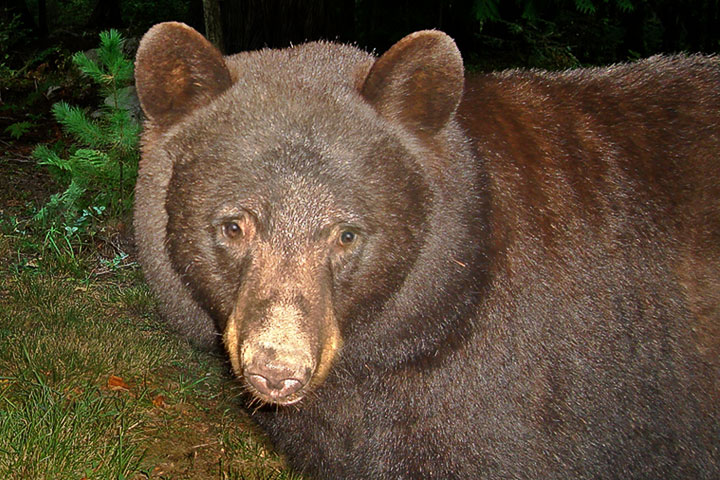 black bear portrait
