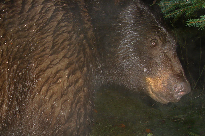 black bear portrait