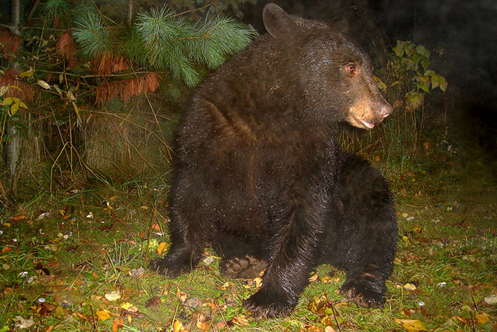 black bear sitting