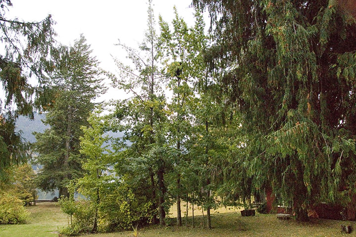 black bear high in oak tree