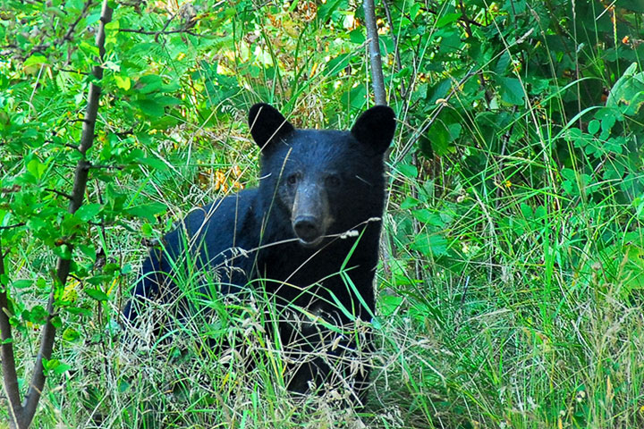 black bear