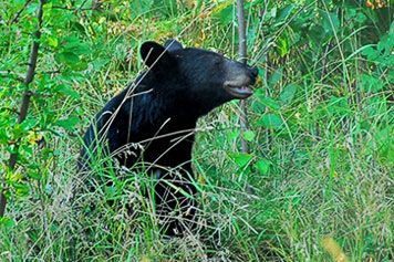 black bear profile