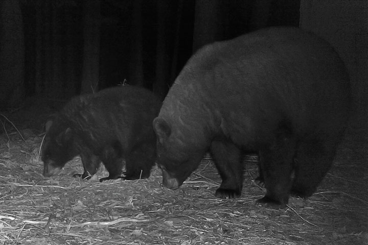 black bear in the IR