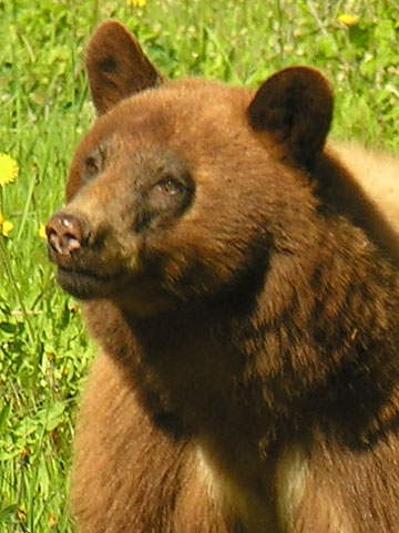 black bear