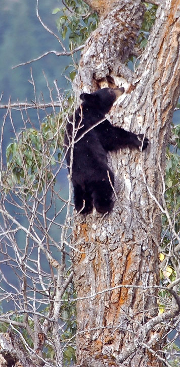 cub climbing tree