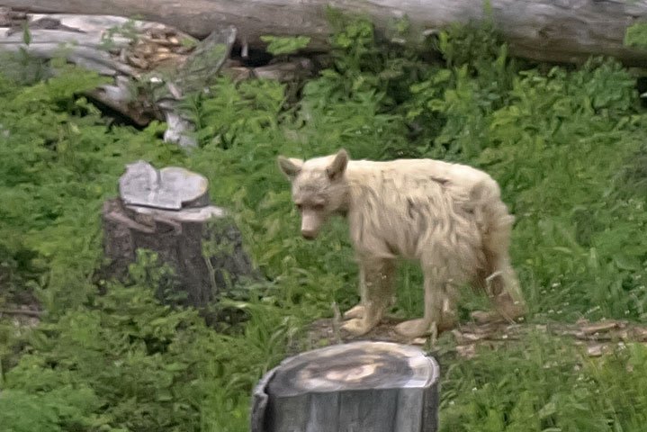 kermode bear