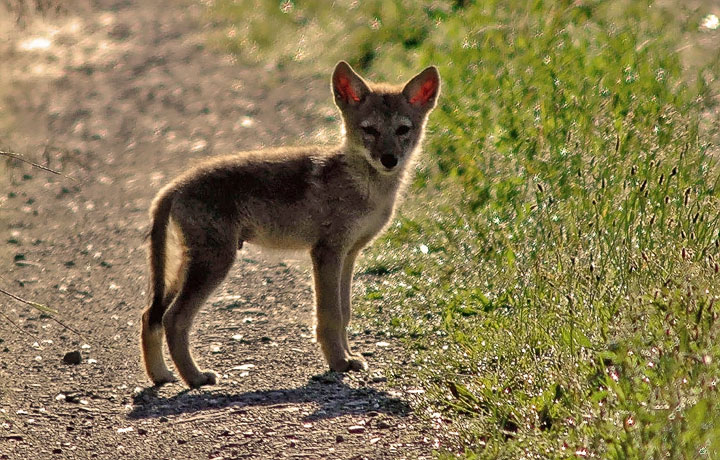 coyote