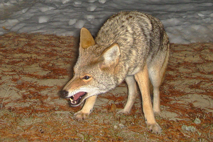 A Coyote snarls at an intruder