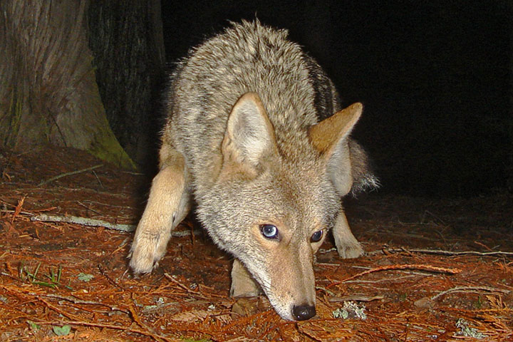 Coyote