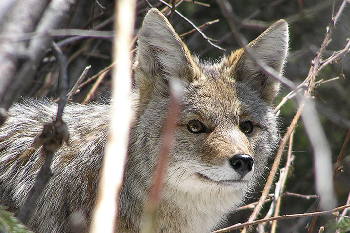 coyote