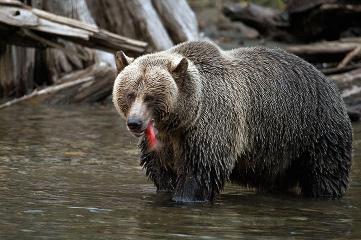 grizzly bear