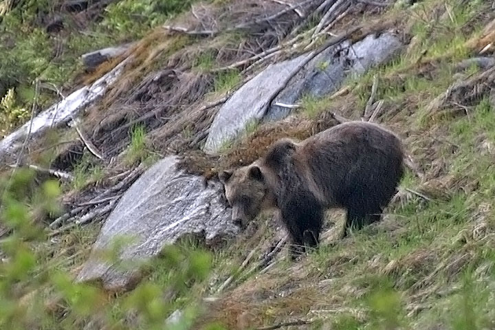 grizzly bear