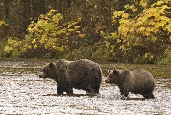 Grizzly Bears: sow and cub