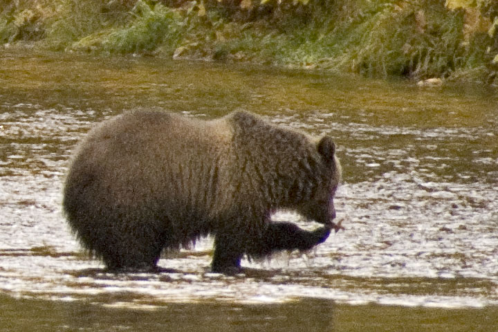 grizzly bear