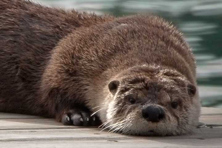 otter