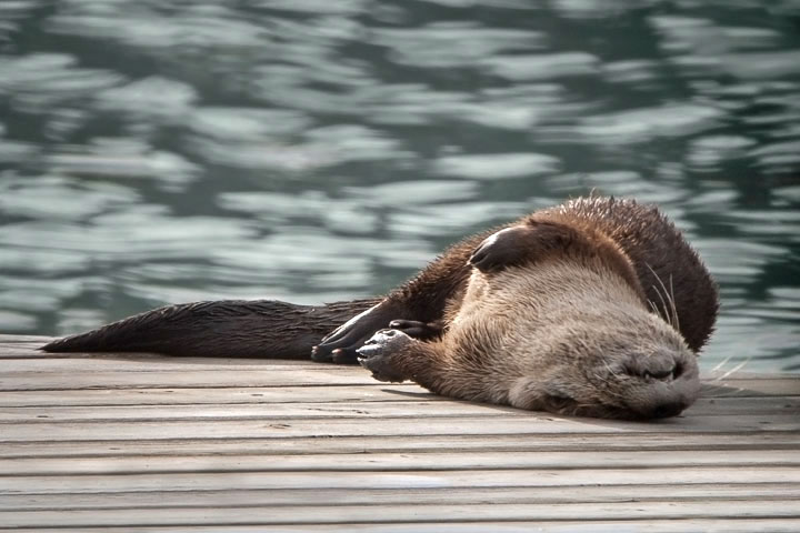 otter pair