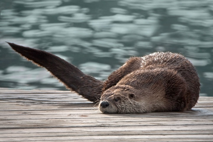 otter dive