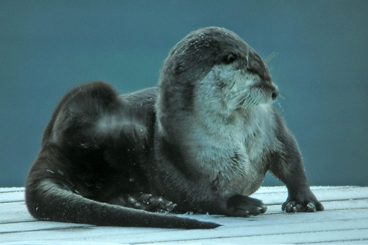 otter pair