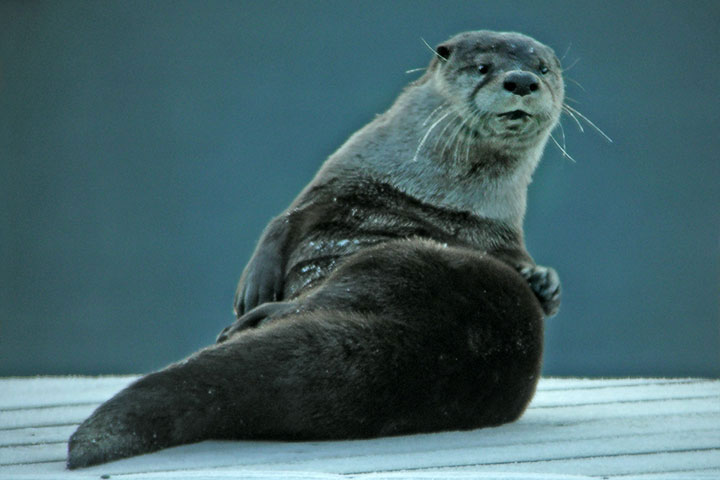 River Otter