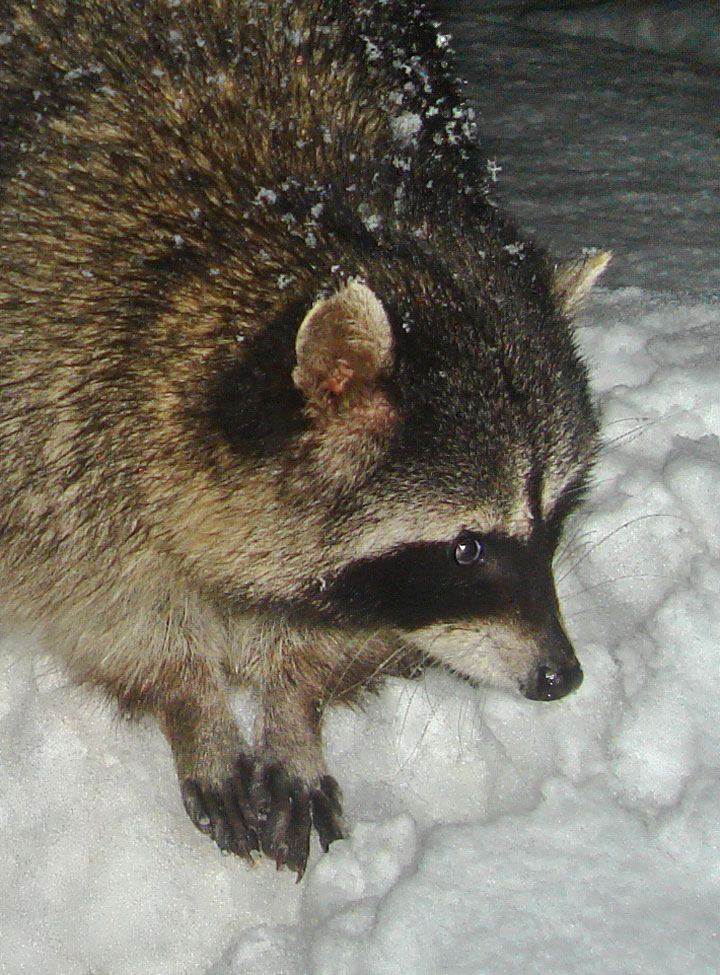 raccoon ear