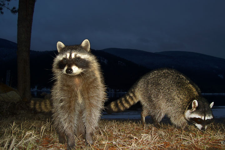 raccoon portraits