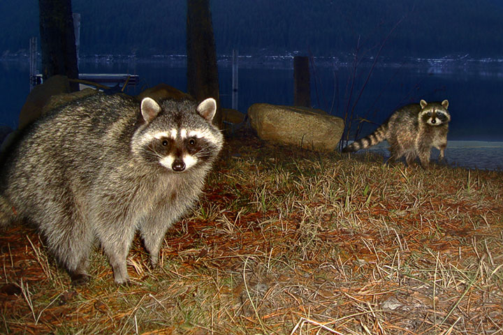 raccoon portraits