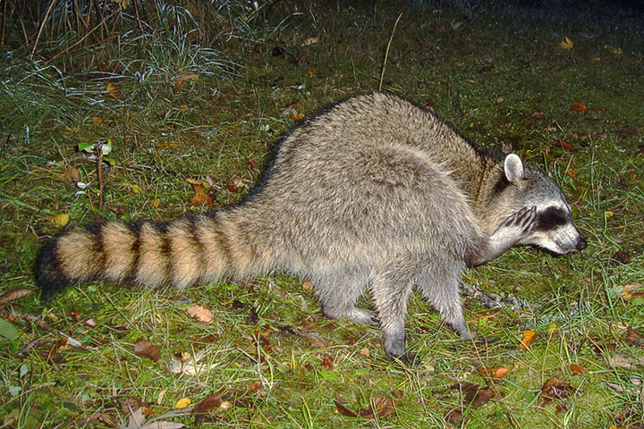 raccoon scratching
