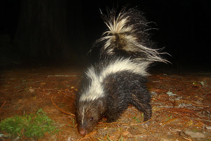 skunk