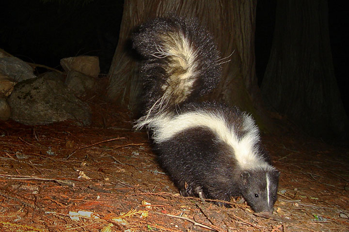 Striped Skunk