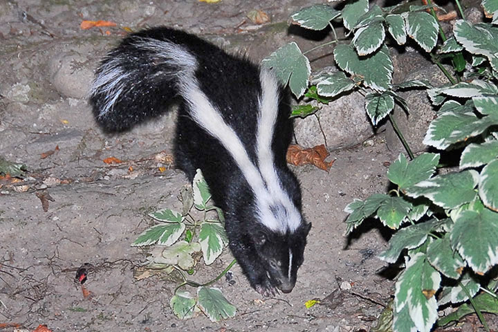 skunk