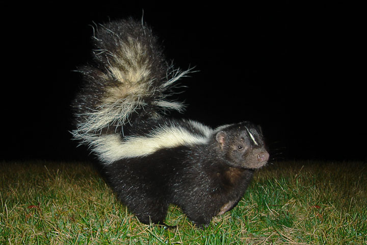 skunk