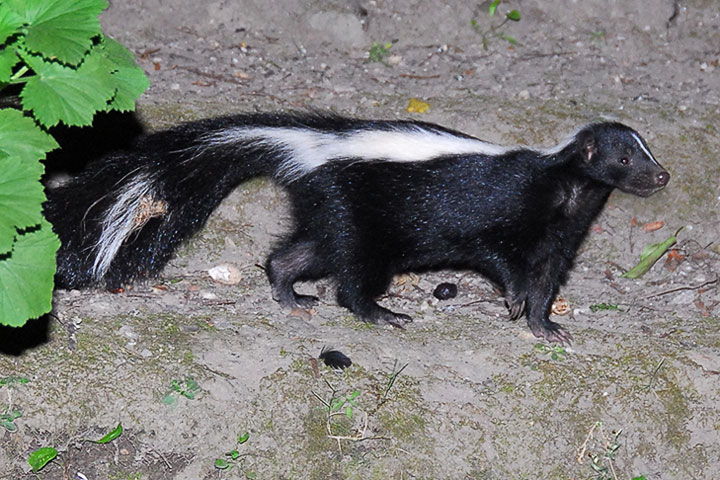 skunk