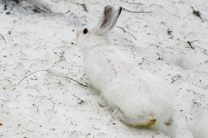 snowshoe hare