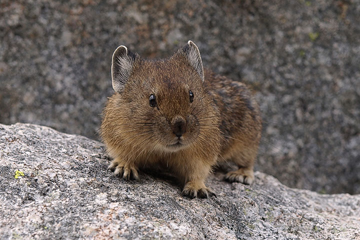 pika